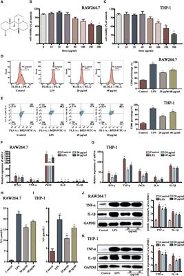Sophoridine Inhibits the Tumour Growth of Non-Small Lung Cancer by Inducing Macrophages M1 Polarisation via MAPK-Mediated <mark class="highlighted">Inflammatory Pathway</mark>